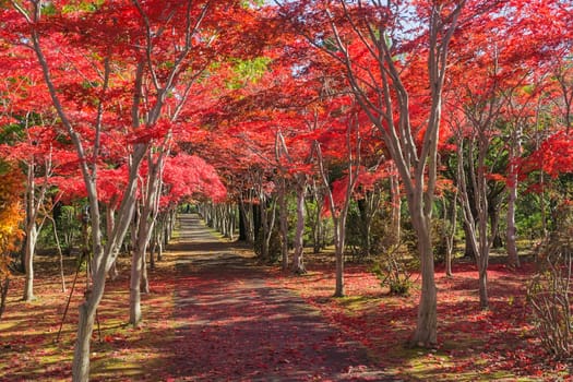 This photo was shot from Hiraoka Tree Art Center in Sapporo, Hokkaido, Japan. All trees change color from green to red in autumn before coming winter. This place is one of popular for tourist attraction in Sapporo.