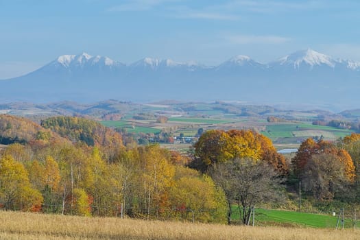 Biei is a small town surrounded by a picturesque landscape of gently rolling hills and vast fields. A pleasant way to enjoy the charm of Biei is by cycling or driving through the hills and visiting some of the flower fields and famous trees along the way.