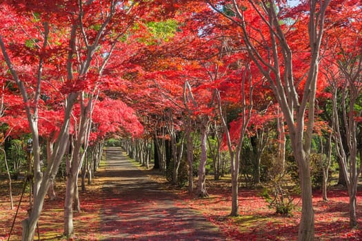 This photo was shot from Hiraoka Tree Art Center in Sapporo, Hokkaido, Japan. All trees change color from green to red in autumn before coming winter. This place is one of popular for tourist attraction in Sapporo.