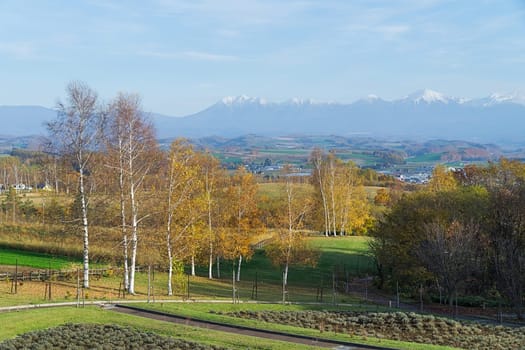 Biei is a small town surrounded by a picturesque landscape of gently rolling hills and vast fields. A pleasant way to enjoy the charm of Biei is by cycling or driving through the hills and visiting some of the flower fields and famous trees along the way.