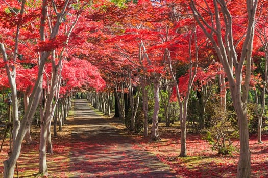 This photo was shot from Hiraoka Tree Art Center in Sapporo, Hokkaido, Japan. All trees change color from green to red in autumn before coming winter. This place is one of popular for tourist attraction in Sapporo.