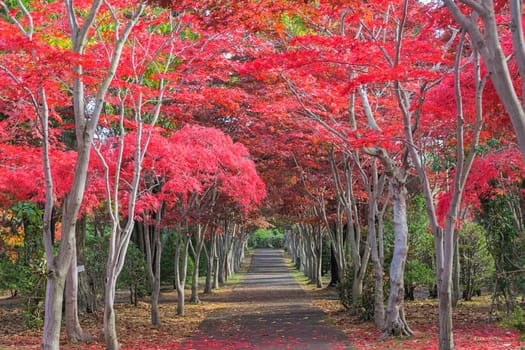 This photo was shot from Hiraoka Tree Art Center in Sapporo, Hokkaido, Japan. All trees change color from green to red in autumn before coming winter. This place is one of popular for tourist attraction in Sapporo.