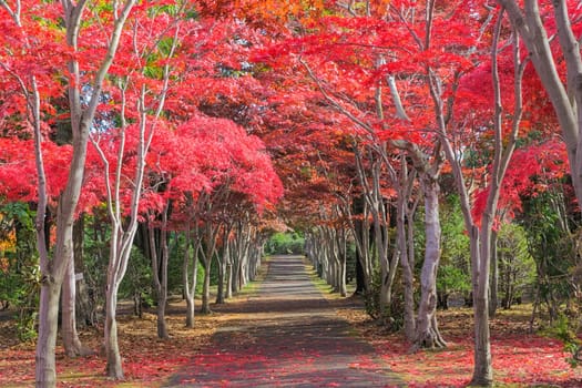 This photo was shot from Hiraoka Tree Art Center in Sapporo, Hokkaido, Japan. All trees change color from green to red in autumn before coming winter. This place is one of popular for tourist attraction in Sapporo.