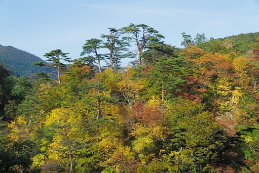 Naruko Gorge is one of the Tohoku Region's most scenic gorges. It is located in north-western Miyagi Prefecture, about 70 kilometers from Sendai. Every year around late October to early November, the gorge transforms into one of the region's most popular autumn color.