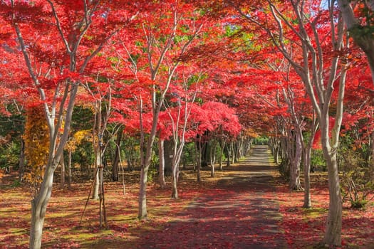 This photo was shot from Hiraoka Tree Art Center in Sapporo, Hokkaido, Japan. All trees change color from green to red in autumn before coming winter. This place is one of popular for tourist attraction in Sapporo.