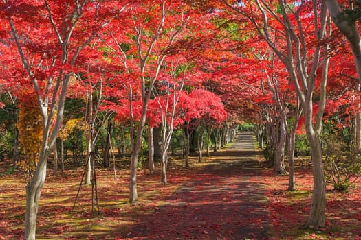 This photo was shot from Hiraoka Tree Art Center in Sapporo, Hokkaido, Japan. All trees change color from green to red in autumn before coming winter. This place is one of popular for tourist attraction in Sapporo.