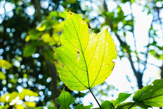 Green and Yellow Leaves Leaf Sunny Forest WIlderness Nature