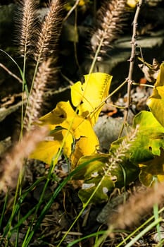 Green and Yellow Leaves Leaf Sunny Forest WIlderness Nature