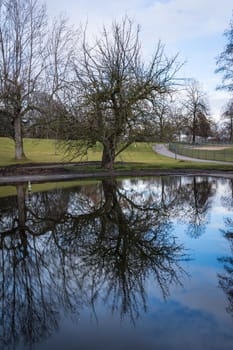 Bare Tree Reflection Blue Water Outdoor Park Peaceful Background Branches Pond Lake Environment