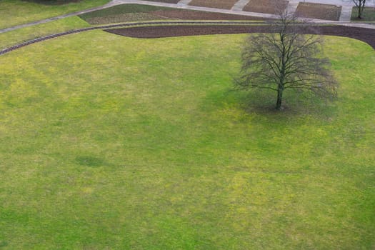 Tree Alone Grassy Field Park Outdoors Green Plain Aerial View Above Birds Eye Environment Free Space