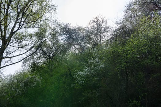 Forest Path Foliage Bright Beautiful Day Outdoors Wildlife Park Destination Green Lush