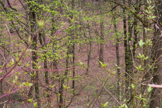 Forest Path Foliage Bright Beautiful Day Outdoors Wildlife Park Destination Green Lush