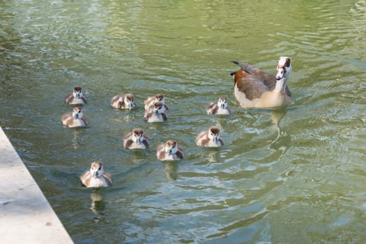 Group of Ducklings Following Mother Pond Local Small Cute Bright Birds Wildlife Brown White