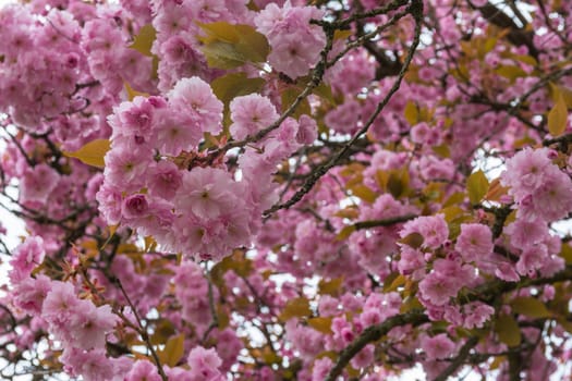 Beautiful Spring Flowers Outdoors Pink Whiet Small Dense