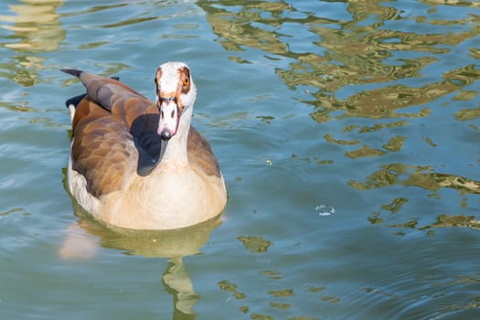Group of Ducklings Following Mother Pond Local Small Cute Bright Birds Wildlife Brown White