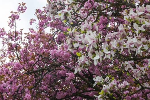 Beautiful Spring Flowers Outdoors Magnolias White Pink