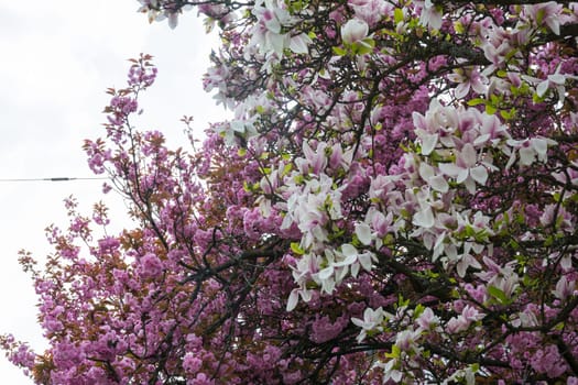 Beautiful Spring Flowers Outdoors Magnolias White Pink