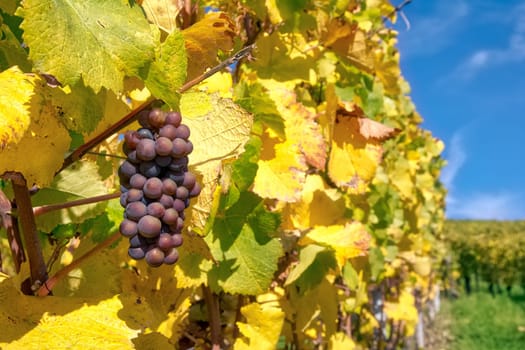 Grapes Fruits Closeup Vineyard Fall Leaves Autumn Farming Agriculture Wine Plants Outdoors Daytime