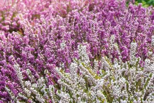 Beautiful Spring Flowers Outdoors Pink Whiet Small Dense