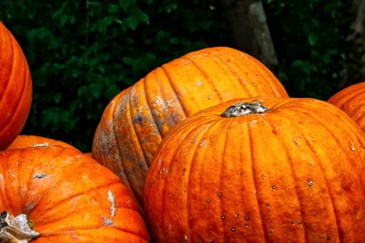 Group of Pumpkins on Forest Background Trees Orange Autumn Fall Seasonal Daytime