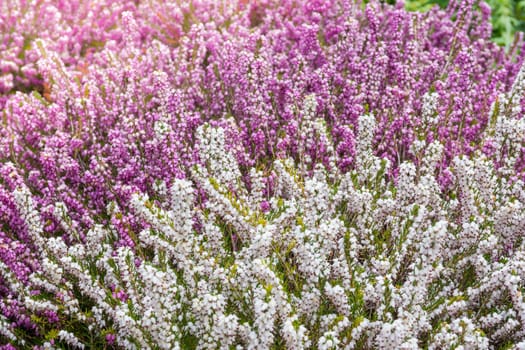 Beautiful Spring Flowers Outdoors Pink Whiet Small Dense