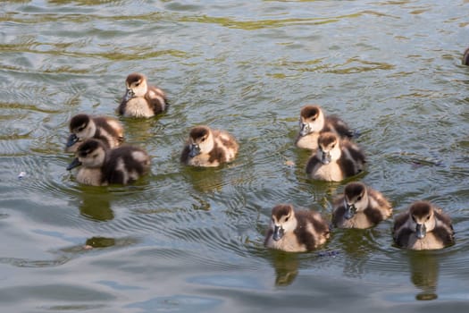 Group of Ducklings Following Mother Pond Local Small Cute Bright Birds Wildlife Brown White