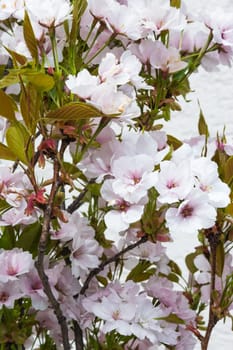Beautiful Spring Flowers Outdoors Pink Whiet Small Dense
