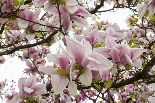 Beautiful Spring Flowers Outdoors Magnolias White Pink