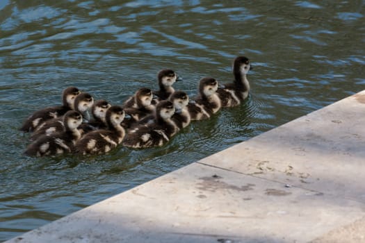 Group of Ducklings Following Mother Pond Local Small Cute Bright Birds Wildlife Brown White