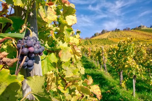 Grapes Fruits Closeup Vineyard Fall Leaves Autumn Farming Agriculture Wine Plants Outdoors Daytime