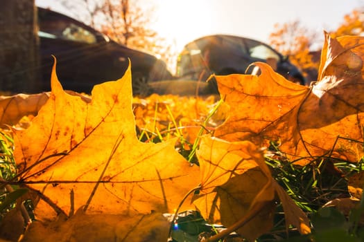 Ground Leaves Fall Autumn Changing Seasons Sun Flare Outdors Daytime Parking Lot
