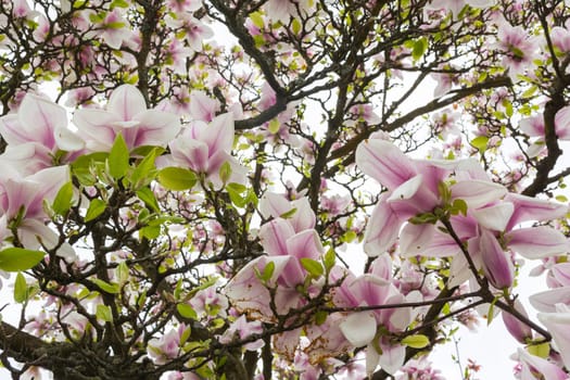 Beautiful Spring Flowers Outdoors Magnolias White Pink