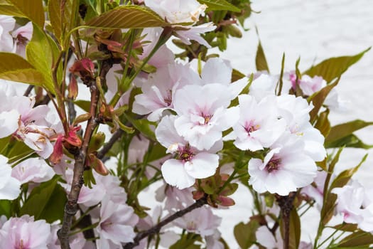 Beautiful Spring Flowers Outdoors Pink Whiet Small Dense