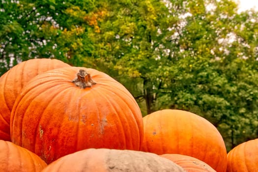 Group of Pumpkins on Forest Background Trees Orange Autumn Fall Seasonal Daytime