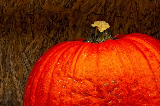Pumpkin Stem Orange on Plywood Background Contrast Vegetable Autumn Fall Seasonal Decoration