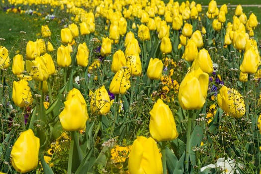 Row Beautiful Yellow Vibrant Tulips Green Park Outdoors Spring Sunny