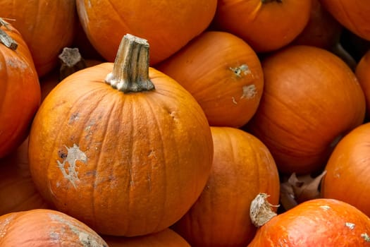 Pumpkins Closeup Many Group Multiple Background Texture Orange Halloween Autumn Fall Season Fresh