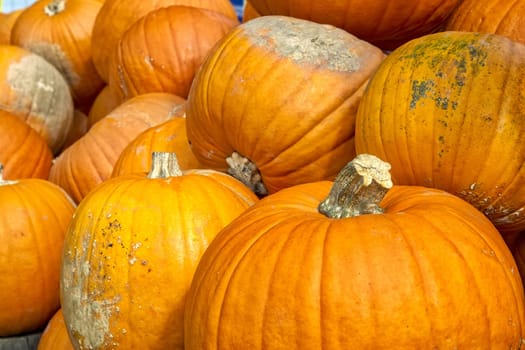 Pumpkins Closeup Many Group Multiple Background Texture Orange Halloween Autumn Fall Season Fresh