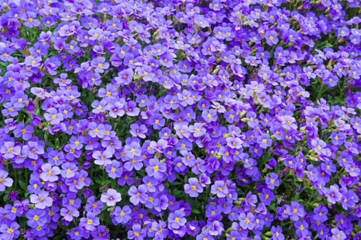 Beautiful Spring Flowers Outdoors Purple