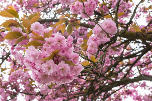 Beautiful Spring Flowers Outdoors Pink Whiet Small Dense
