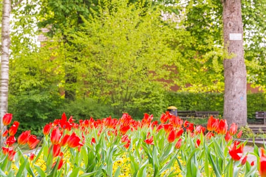 Tulips on Lower Third Park Flowers Copyspace Beautiful Flowers
