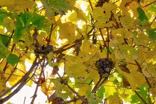 Vineyard Rows Wine Outdoors Daytime Changing Seasons Fall Autumn Leaves Colorful Farming Agriculture Warm Colors