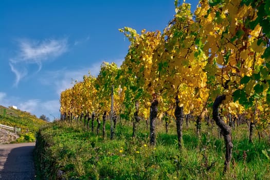 Vineyard Rows Wine Outdoors Daytime Changing Seasons Fall Autumn Leaves Colorful Farming Agriculture Warm Colors