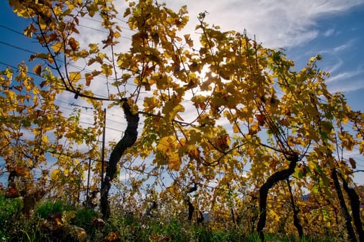 Vineyard Rows Wine Outdoors Daytime Changing Seasons Fall Autumn Leaves Colorful Farming Agriculture Warm Colors