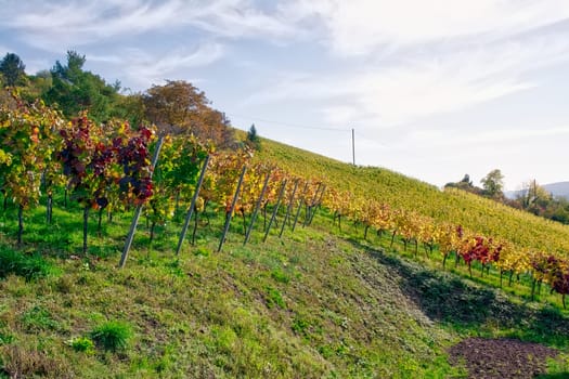 Vineyard Rows Wine Outdoors Daytime Changing Seasons Fall Autumn Leaves Colorful Farming Agriculture Warm Colors