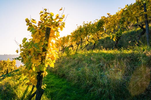 Vineyard Rows Wine Outdoors Daytime Changing Seasons Fall Autumn Leaves Colorful Farming Agriculture Warm Colors