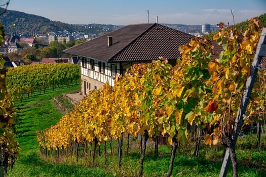 Vineyard Rows Wine Outdoors Daytime Changing Seasons Fall Autumn Leaves Colorful Farming Agriculture Warm Colors