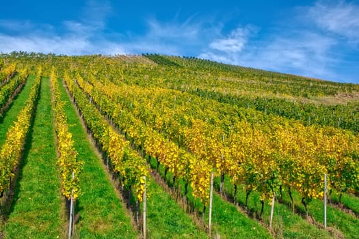 Vineyard Rows Wine Outdoors Daytime Changing Seasons Fall Autumn Leaves Colorful Farming Agriculture Warm Colors