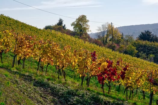 Vineyard Rows Wine Outdoors Daytime Changing Seasons Fall Autumn Leaves Colorful Farming Agriculture Warm Colors