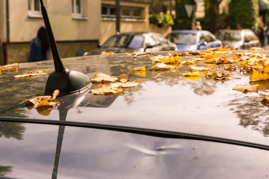 Autumn Leaves Scattered on Car Roof Seasonal Detail